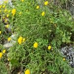 Leucanthemum virgatum 花