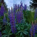 Lupinus perennis Blomma