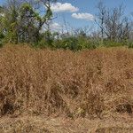 Themeda quadrivalvis Hàbitat