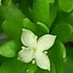 Galium megalospermum Flower