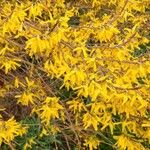 Forsythia viridissima Leaf