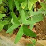 Oxalis latifolia Lehti