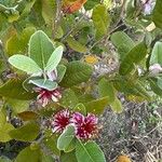 Rhodomyrtus tomentosa Lorea