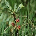 Salix caesia Mosusu