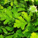 Geum rivale Hostoa