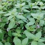 Mentha arvensis Leaf