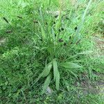 Plantago lanceolata Blatt