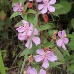 Melastoma malabathricum Flower