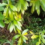Pouteria campechiana 叶