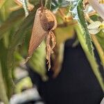 Begonia boliviensis Fruit