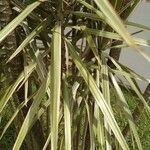 Dracaena reflexaLeaf