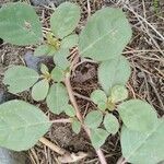 Trianthema portulacastrum Leaf