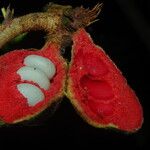 Xylopia cupularis Fruit