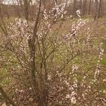Prunus tomentosa 形态
