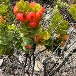 Vaccinium reticulatum Frukto