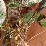 Crossosperma velutina Hábito