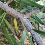 Podocarpus salignus Bark