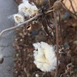 Anemone hupehensis Frucht