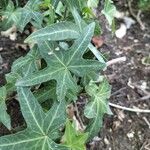 Hedera nepalensis Deilen