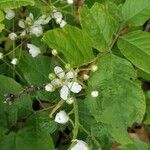 Rubus pensilvanicus പുഷ്പം