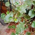 Begonia hirtella List