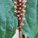 Plantago major Плод