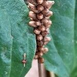 Plantago major Fruit