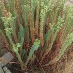 Euphorbia paralias Листок