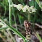 Verbena officinalis 果實