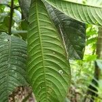 Faramea permagnifolia Foglia