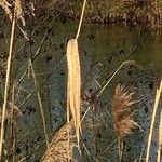 Phragmites australis Feuille