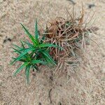 Cyperus pedunculatus পাতা