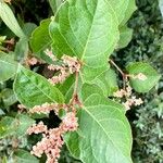 Reynoutria japonica Fiore