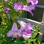 Penstemon hartwegii Flower