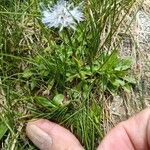 Jasione bulgarica Hoja