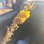 Lachnaea capitata Flower