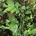 Trichilia prieuriana Feuille