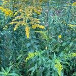 Solidago canadensis花