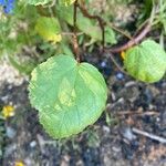 Hibiscus sabdariffa Blad