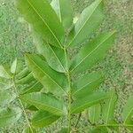 Andira inermis 葉