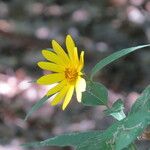Helianthus hirsutus Virág
