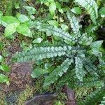 Adiantum hispidulum Blatt