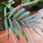 Chamaedorea seifrizii Blatt