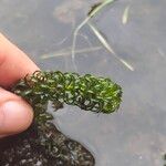 Lagarosiphon major Blatt