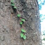 Microgramma vacciniifolia 整株植物