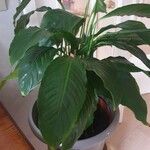 Spathiphyllum floribundum 葉