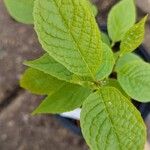 Pterostyrax CorymbosaList