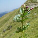 Epilobium alsinifolium Hàbitat