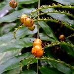 Xiphidium caeruleum Fruit