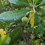 Arbutus andrachne Fruto